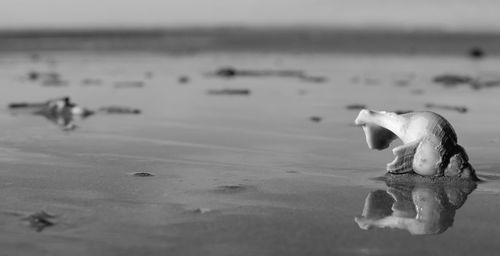 View of birds on beach