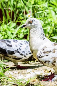 Close-up of bird perching on a field