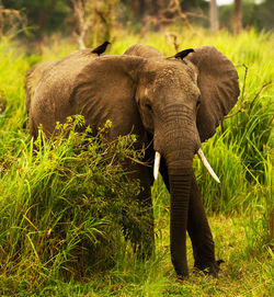 Elephant in a forest