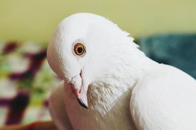 A white pegion with tilted neck