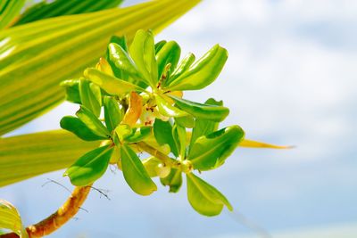 Close-up of palm tree against sky