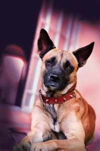 Close-up of dog sitting at home