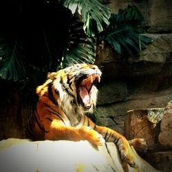Tiger roaring while sitting on rock by tree