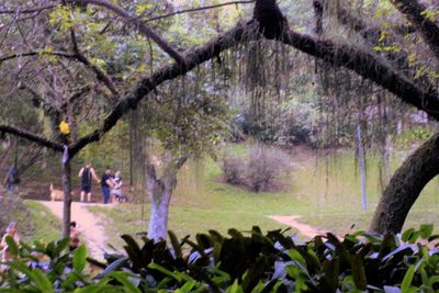 Trees in park