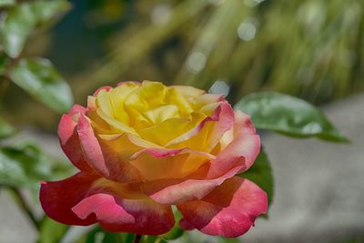 Close-up of pink rose blooming outdoors