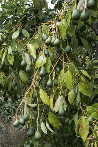 Close-up of fruits growing on tree