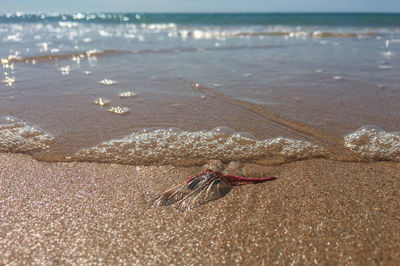 View of crab on beach