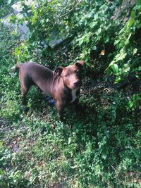 Dog standing on grass