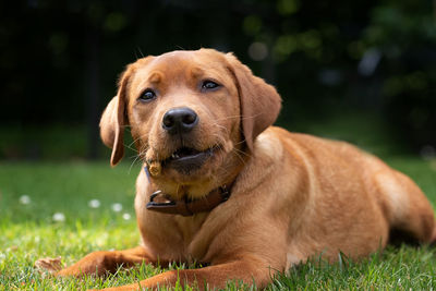 Portrait of dog relaxing on field