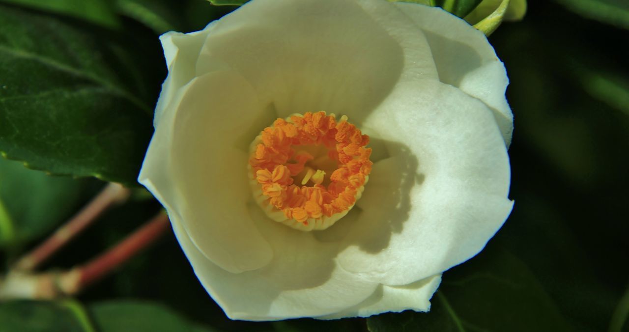 CLOSE-UP OF WHITE ROSE