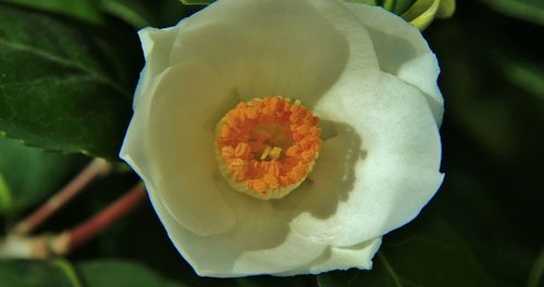 Close-up of white rose flower