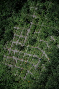 High angle view of green landscape