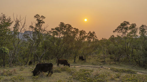 Horses in a field