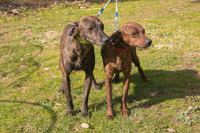 Dogs standing on field