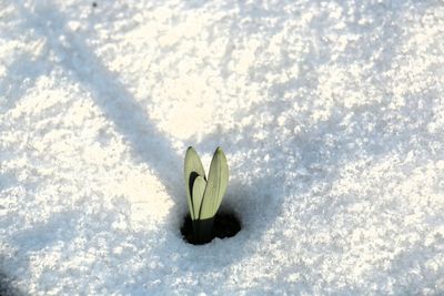 High angle view of white flower on snow