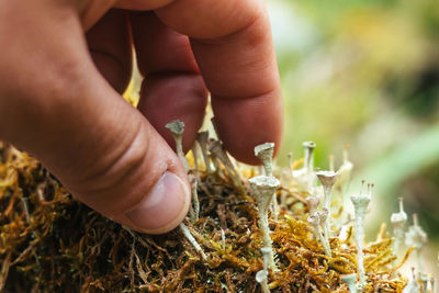 Close up view of a man grabbing small fungus on a mossy log