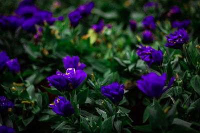 Close-up of purple flowering plants