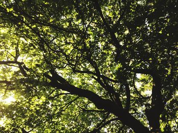 Low angle view of trees in forest