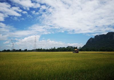 Scenic view of agricultural field against sky