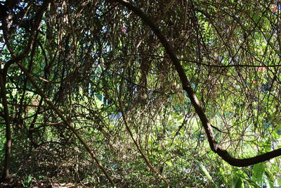 Low angle view of trees in forest