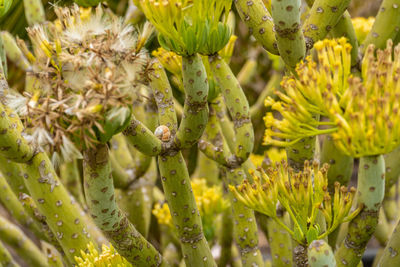 Close-up of flowering plant