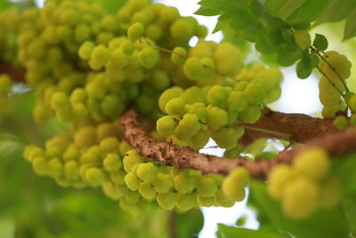 Close-up of grapes growing on tree