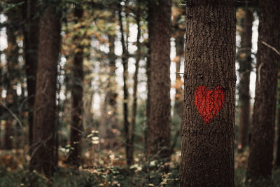 Close-up of heart shape painted on tree trunk in forest