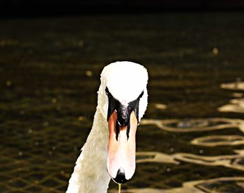 Close-up of swan swimming in lake