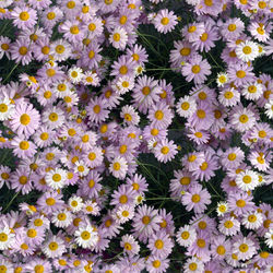 Full frame shot of yellow flowering plants