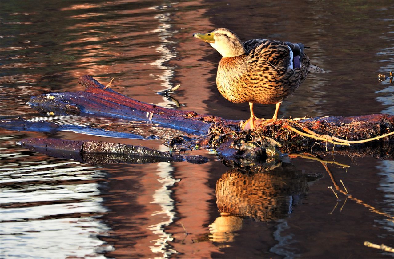 Duck and water