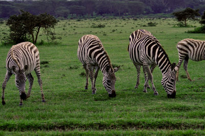 Zebras grazing on field
