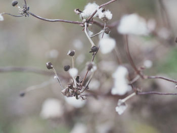 Close-up of berries on tree