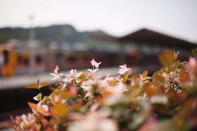 flowering plant