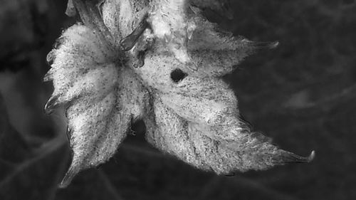 Close-up of leaves