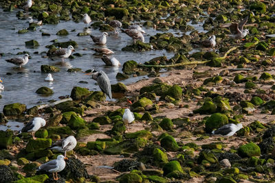 High angle view of rocks in sea