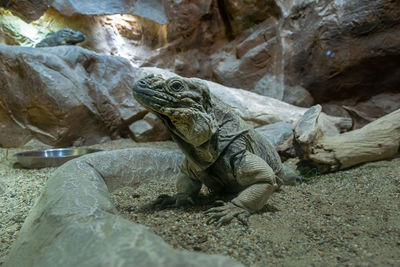 View of lizard on rock in sea