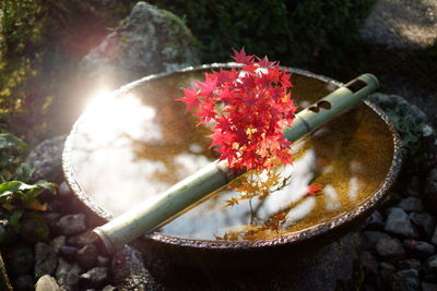 Close-up of red flowers on water basin