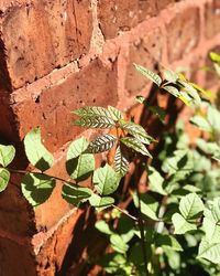 Close-up of butterfly on plant