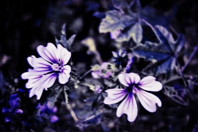 Close-up of purple flowering plant