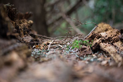 Close-up of surface level of ground