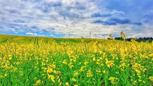 Scenic view of oilseed rape field against sky