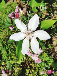 Close-up of white flowers blooming outdoors