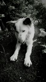 Close-up of white flowers in field