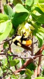 Close-up of insect on plant