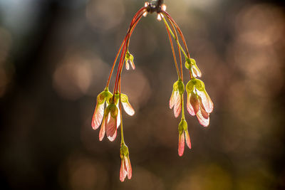 Close-up of maple seeds 