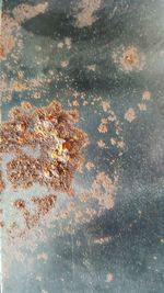 High angle view of tree reflection in puddle