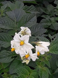 Close-up of white flowering plants