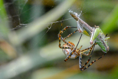 Close-up of insect