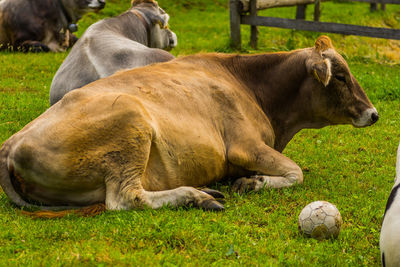 Cows in a field