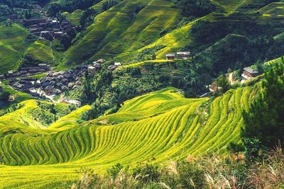 Scenic view of agricultural field